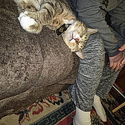 Simba is registered to the contest to win money with this photo: animal, cat, collar, couch, cozy, funny, furniture, home, indoor, lap, person, pet, pink_nose, relaxed, rug, sleeping, striped_fur, tabby_cat, upside_down, white_paws