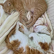 Bébé participe au concours pour gagner de l'argent avec cette photo : cat, sleeping, curled_up, orange_tabby, white_cat, fluffy, cozy, blanket, pets, resting, feline, cute, domestic_animal, indoor, relaxation, companion, fur, animal, closeup, soft