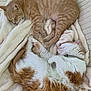 animal, blanket, cat, closeup, companion, cozy, curled_up, cute, domestic_animal, feline, fluffy, fur, indoor, orange_tabby, pets, relaxation, resting, sleeping, soft, white_cat
