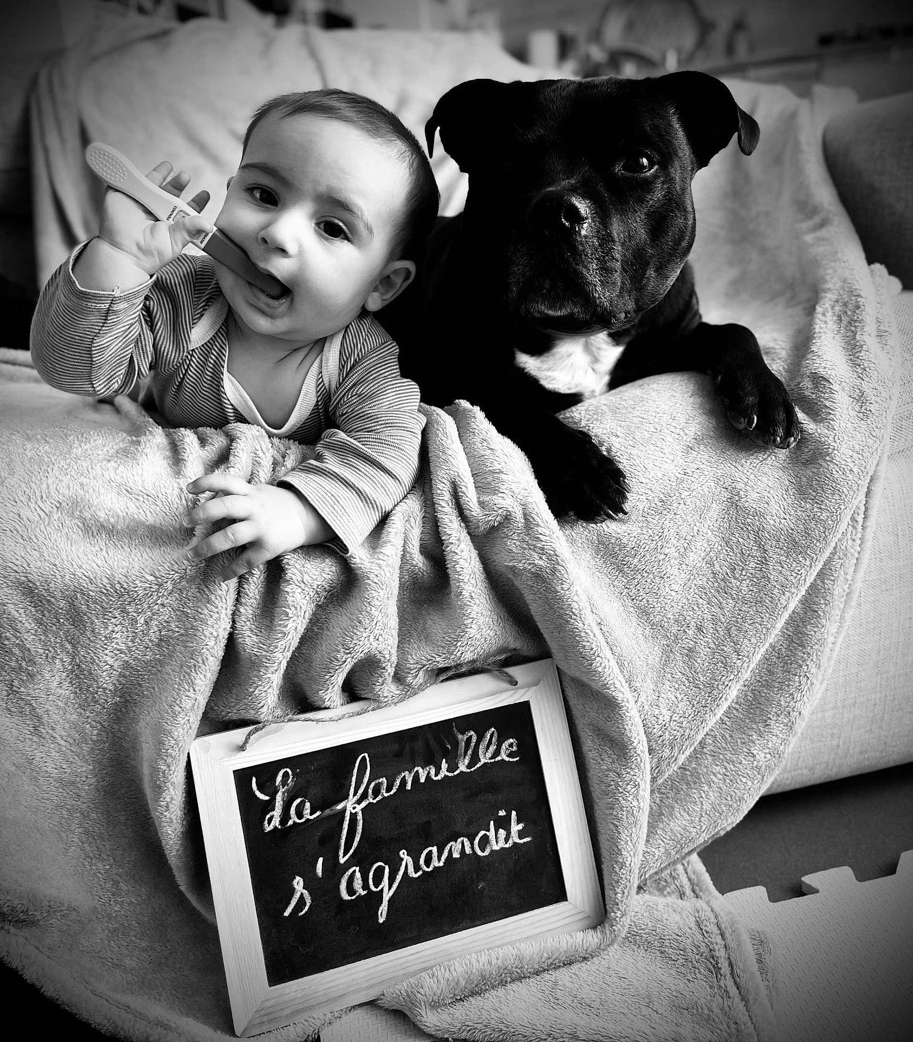 Many a rejoint le concours — aidez-le/la à gagner de superbes lots ! black, black_and_white, carnivore, comfort, companion_dog, dog, dog_breed, flash_photography, font, fur, grey, happy, monochrome, monochrome_photography, photo_caption, smile, style, toddler, toy_dog, white