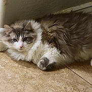 Julian is registered to the contest to win money with this photo: animal, baseboard, cat, cute, domestic, ears, floor, fluffy, fur, gray, home, indoor, laying, mammal, pet, relaxed, resting, tile, whiskers, white