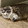 animal, baseboard, cat, cute, domestic, ears, floor, fluffy, fur, gray, home, indoor, laying, mammal, pet, relaxed, resting, tile, whiskers, white