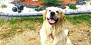 Looping participe au concours pour gagner de l'argent avec cette photo : animal, bench, buddha, daylight, dog, garden, golden_retriever, grass, happy, leaves, nature, outdoor, pet, plants, sitting, smiling, statue, stone_path, tongue_out, yard