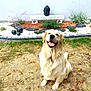 animal, bench, buddha, daylight, dog, garden, golden_retriever, grass, happy, leaves, nature, outdoor, pet, plants, sitting, smiling, statue, stone_path, tongue_out, yard