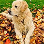 Looping participe au concours pour gagner de l'argent avec cette photo : animal, autumn, canine, closeup, collar, daylight, dog, fall, fur, golden_retriever, grass, laying_down, leaf_litter, leaves, muzzle, nature, outdoor, pet, relaxed, side_view