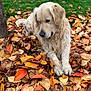 Looping participe au concours pour gagner de l'argent avec cette photo : animal, autumn, brown, canine, dog, fall, fur, golden_retriever, grass, laying_down, leaves, nature, orange, outdoor, pet, quiet, relaxing, season, tree_trunk, yellow