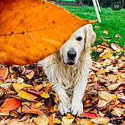 Looping a rejoint le concours — aidez-le/la à gagner de superbes lots ! animal, autumn, brown, canine, closeup, dog, fall_leaves, fur, golden_retriever, grass, green, leaf, lying_down, nature, orange, outdoor, pet, playful, seasonal, yellow