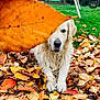 animal, autumn, brown, canine, closeup, dog, fall_leaves, fur, golden_retriever, grass, green, leaf, lying_down, nature, orange, outdoor, pet, playful, seasonal, yellow