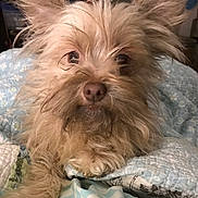 Neil is registered to the contest to win money with this photo: dog, pet, close_up, fur, ears, quilt, blanket, indoor, cute, animal, mammal, face, nose, paw, cozy, resting, furry, sleepy, companion, domestic