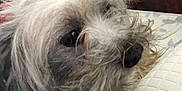 Yoshi is registered to the contest to win money with this photo: animal, close_up, cozy, cute, dog, expression, face, fluffy, fur, indoor, nostril, pet, pillow, portrait, quilted, relaxed, resting, scruffy, whiskers, white