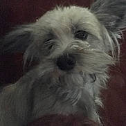 Yoshi is registered to the contest to win money with this photo: animal, close_up, companion, cute, dark_background, dog, domestic_animal, ears, face, fur, furry, indoor, looking_at_camera, mammal, nose, pet, portrait, scruffy, small_dog, whiskers