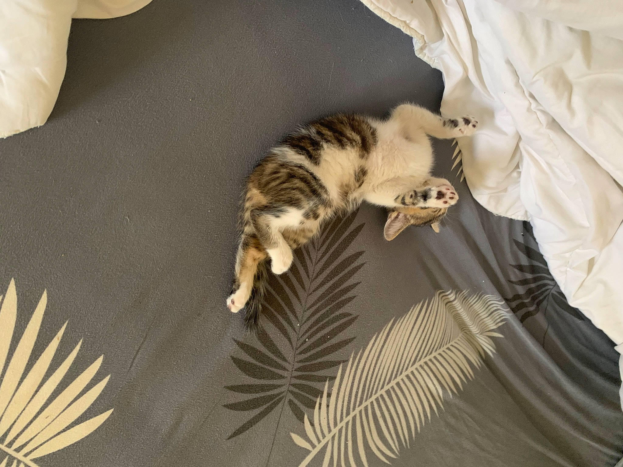 Tigrou