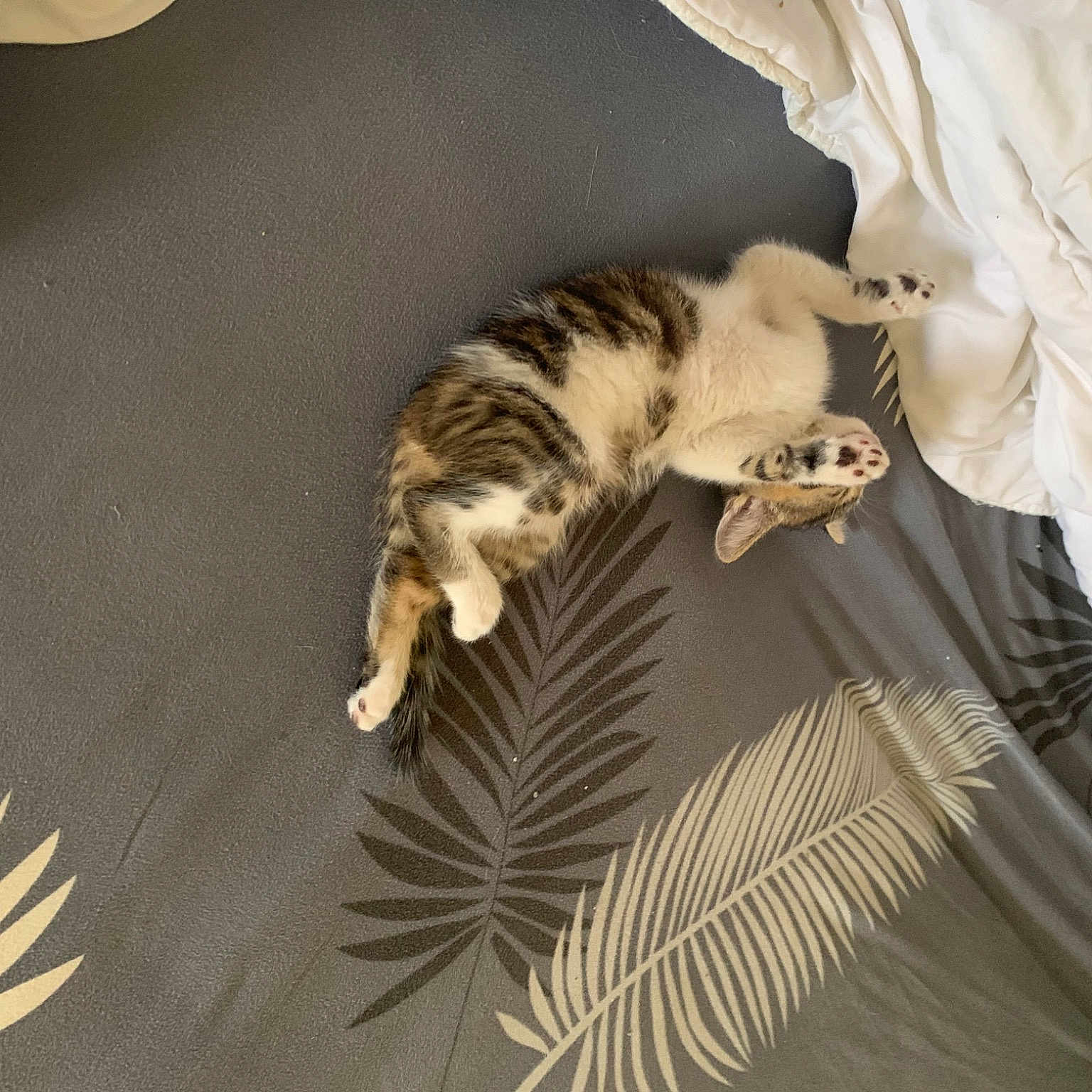 Tigrou