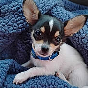 Chico is registered to the contest to win money with this photo: puppy, dog, small_dog, blue_collar, blanket, cozy, cute, pet, animal, fur, ears, car_interior, resting, young, indoors, portrait, looking_at_camera, black_and_white_fur, soft_texture, relaxed