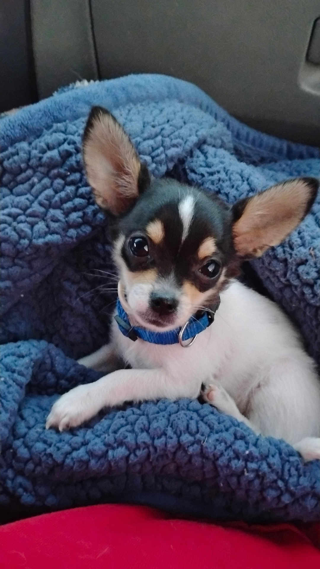 Chico is registered to the contest to win money with this photo: puppy, dog, small_dog, blue_collar, blanket, cozy, cute, pet, animal, fur, ears, car_interior, resting, young, indoors, portrait, looking_at_camera, black_and_white_fur, soft_texture, relaxed