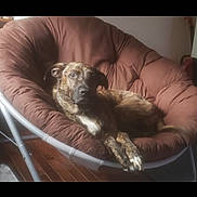 Benny is registered to the contest to win money with this photo: dog, brindle, papasan_chair, brown, indoor, cushion, wooden_floor, pet, relaxed, furniture, canine, comfort, resting, domestic_animal, animal, mammal, looking, side_view, cozy, light
