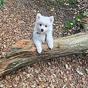 Appy a rejoint le concours — aidez-le/la à gagner de superbes lots ! puppy, dog, white_fur, forest, tree_trunk, leaves, nature, outdoor, curious, animal, pet, young_dog, wood, ground, cute, fluffy, playful, small, adorable, canine