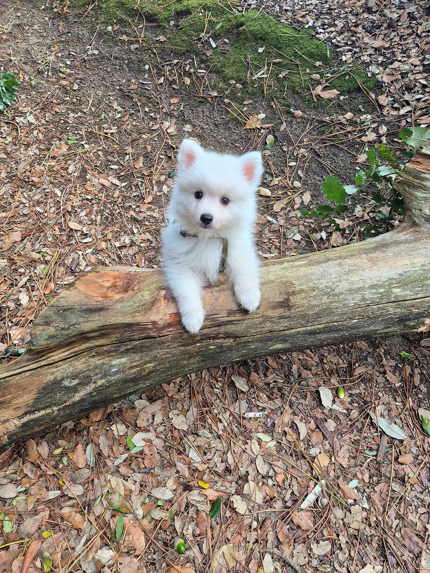 Appy a rejoint le concours — aidez-le/la à gagner de superbes lots ! puppy, dog, white_fur, forest, tree_trunk, leaves, nature, outdoor, curious, animal, pet, young_dog, wood, ground, cute, fluffy, playful, small, adorable, canine
