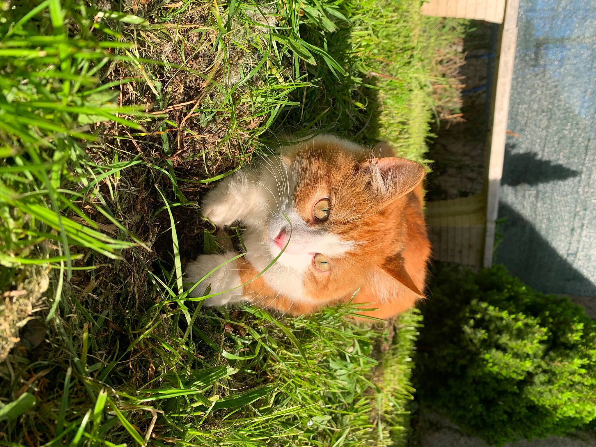 Simba participe au concours pour gagner de l'argent avec cette photo : canidae, carnivore, cat, domestic_short_haired_cat, fawn, felidae, fur, grass, groundcover, lawn, plant, shrub, small_to_medium_sized_cats, snout, sporting_group, tail, terrestrial_animal, tree, vertebrate, whiskers