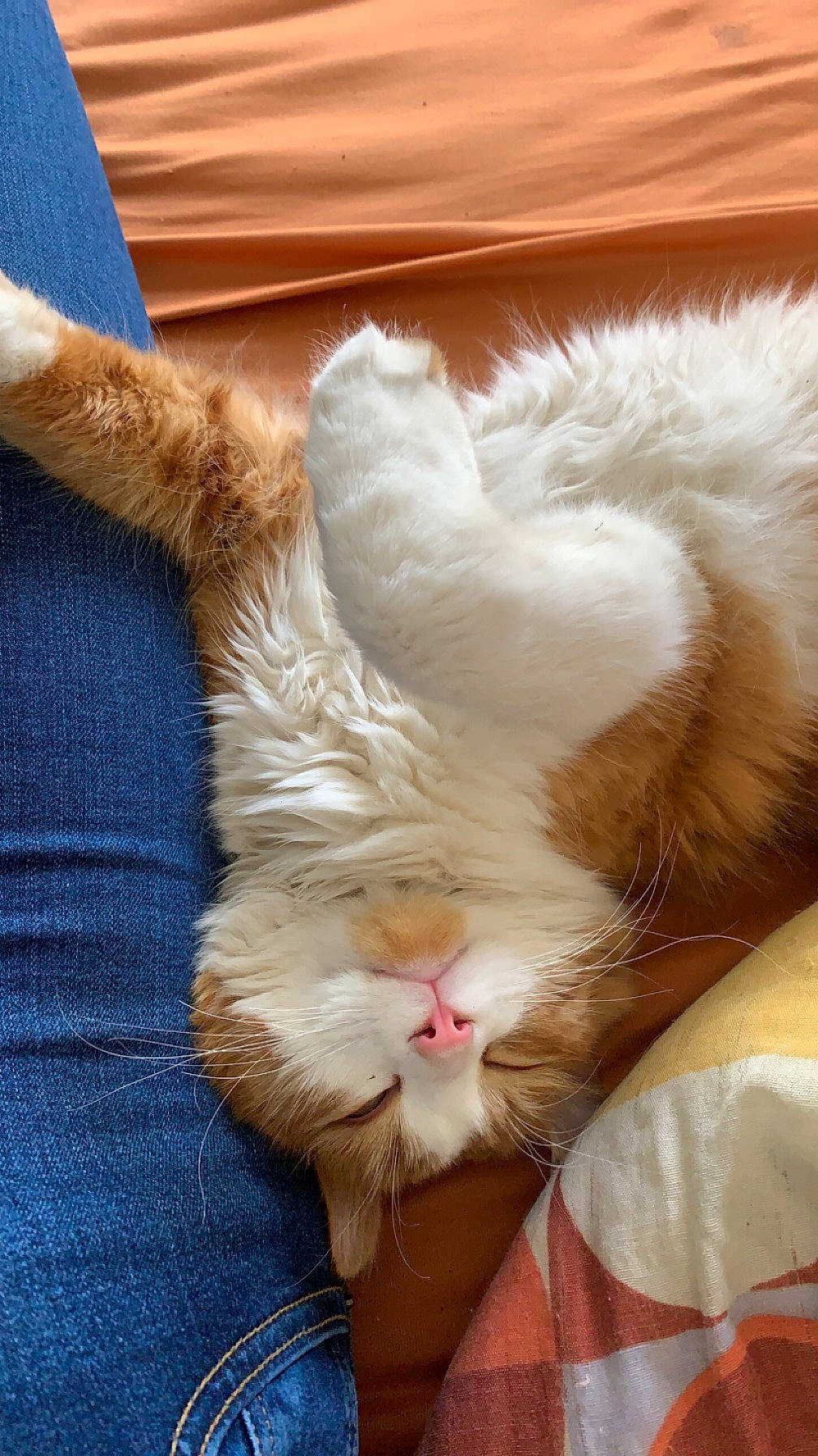 Simba participe au concours pour gagner de l'argent avec cette photo : carnivore, cat, claw, comfort, fawn, felidae, foot, fur, gesture, nap, paw, small_to_medium_sized_cats, snout, tail, whiskers