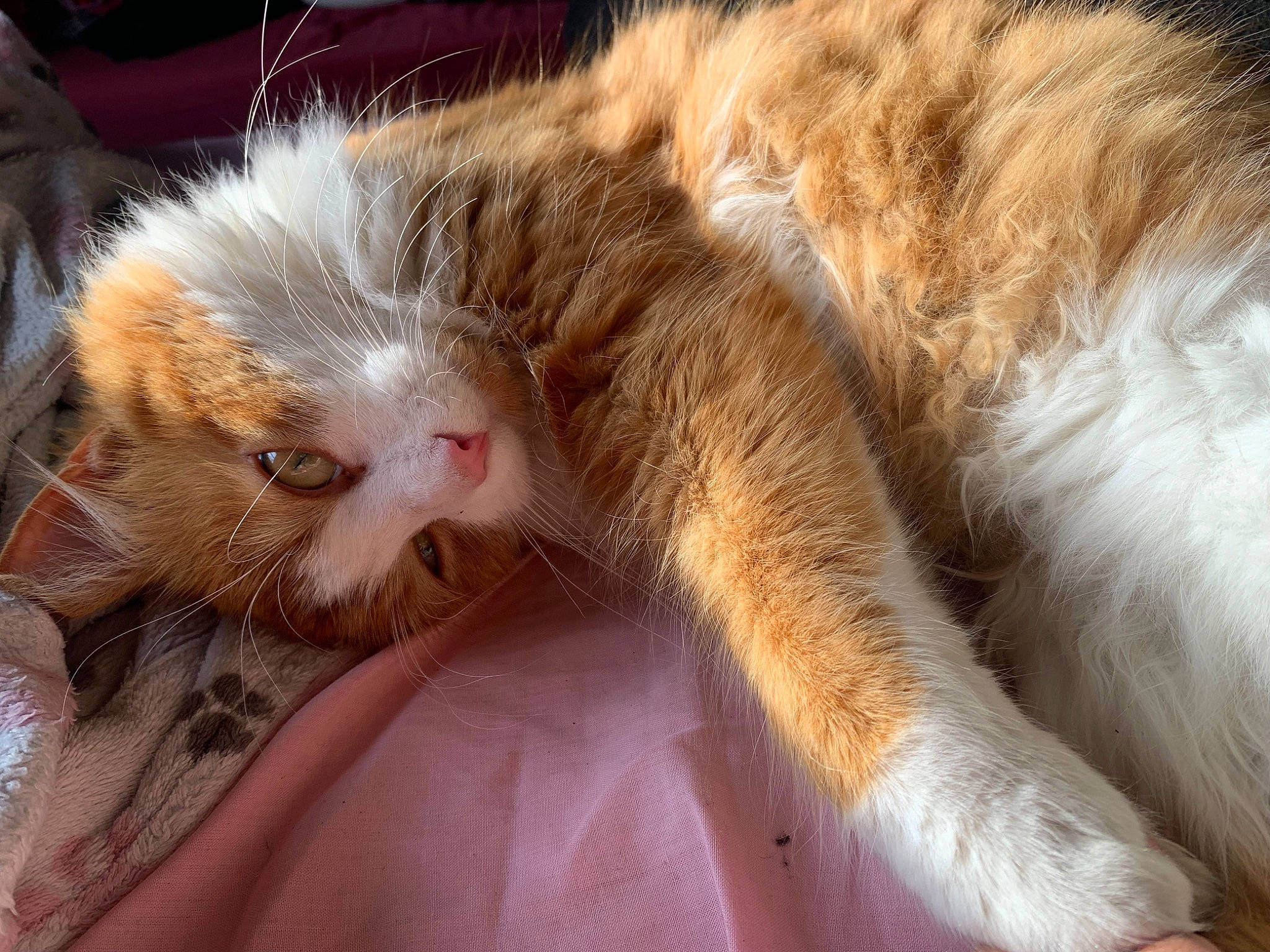 Simba participe au concours pour gagner de l'argent avec cette photo : carnivore, cat, claw, comfort, domestic_short_haired_cat, ear, fawn, felidae, fur, gesture, nap, paw, sleep, small_to_medium_sized_cats, snout, tail, whiskers