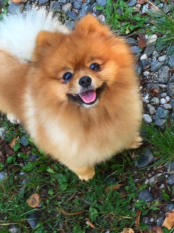 Kiara participe au concours pour gagner de l'argent avec cette photo : canidae, carnivore, companion_dog, dog, dog_breed, fawn, fur, german_spitz, german_spitz_klein, grass, liver, plant, smile, snout, spitz, sporting_group, toy_dog, volpino_italiano, whiskers, working_animal