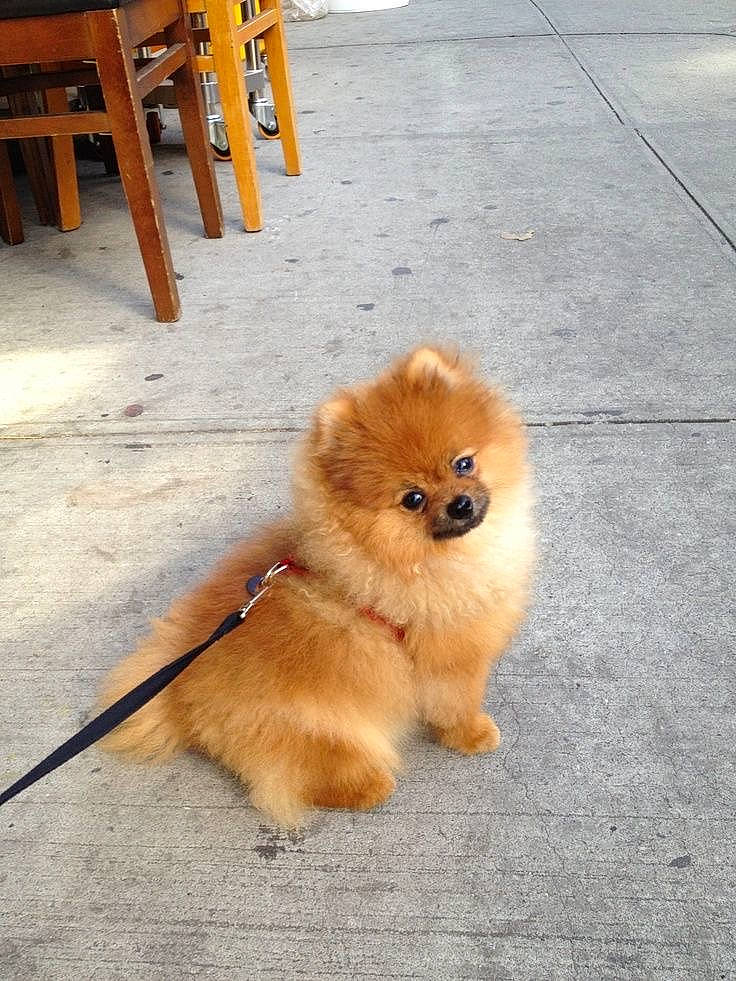 Kiara a rejoint le concours — aidez-le/la à gagner de superbes lots ! carnivore, chair, companion_dog, dog, dog_breed, fawn, flooring, fur, german_spitz, german_spitz_klein, german_spitz_mittel, line, road_surface, snout, spitz, sporting_group, tail, toy_dog, wood, working_animal