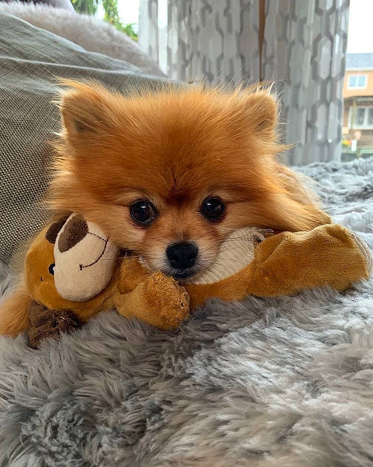 Kiara a rejoint le concours — aidez-le/la à gagner de superbes lots ! canidae, carnivore, companion_dog, dog, dog_breed, dog_supply, fawn, flooring, fur, liver, snout, spitz, sporting_group, terrestrial_animal, toy, toy_dog, vertebrate, volpino_italiano, whiskers, working_animal