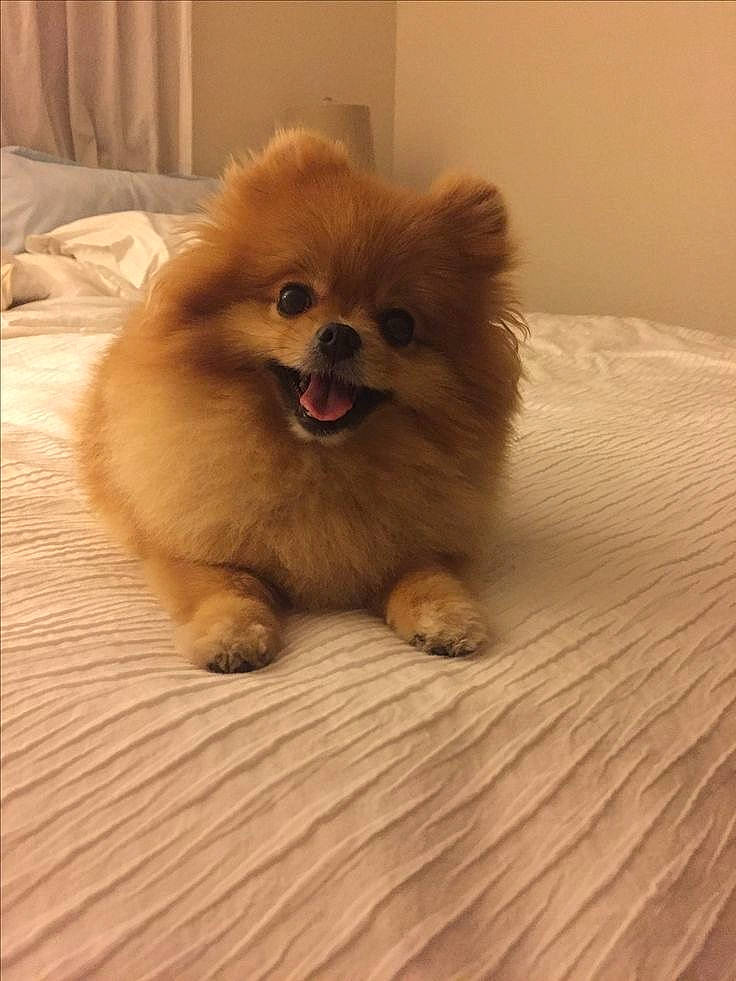 Kiara participe au concours pour gagner de l'argent avec cette photo : canidae, carnivore, companion_dog, dog, dog_breed, fawn, flooring, fur, german_spitz, german_spitz_klein, german_spitz_mittel, liver, puppy, snout, spitz, sporting_group, toy_dog, volpino_italiano, whiskers, working_animal