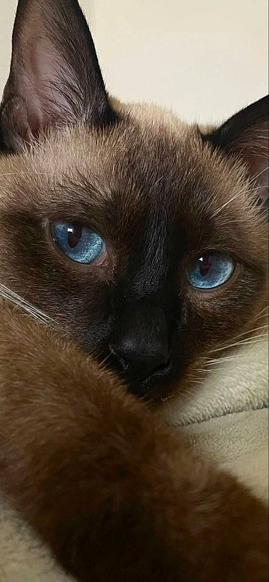 Lilo a rejoint le concours — aidez-le/la à gagner de superbes lots ! balinese, carnivore, cat, electric_blue, eye, felidae, fur, head, human_body, iris, siamese, small_to_medium_sized_cats, snout, terrestrial_animal, whiskers