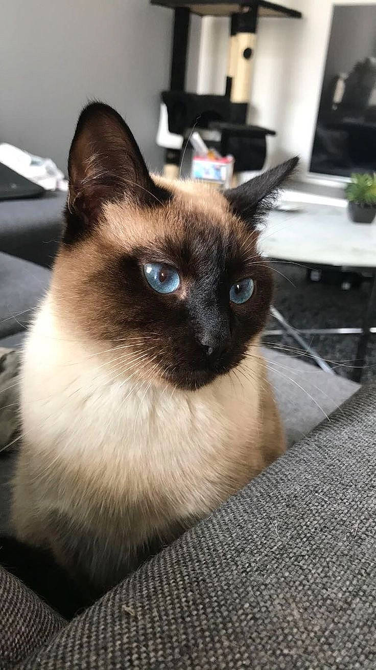 Lilo participe au concours pour gagner de l'argent avec cette photo : carnivore, cat, fawn, felidae, fur, houseplant, siamese, small_to_medium_sized_cats, snout, table, terrestrial_animal, whiskers