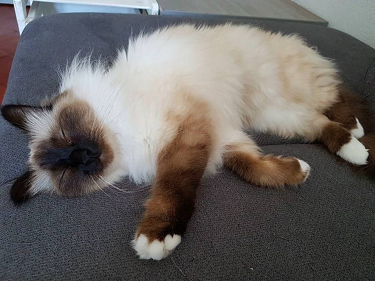 Lilo a rejoint le concours — aidez-le/la à gagner de superbes lots ! balinese, carnivore, cat, claw, comfort, companion_dog, dog_breed, fawn, felidae, flooring, foot, fur, hardwood, paw, siamese, small_to_medium_sized_cats, snout, tail, terrestrial_animal, whiskers