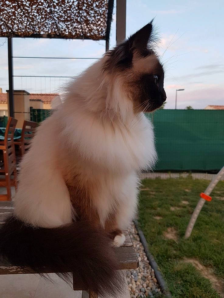 Lilo participe au concours pour gagner de l'argent avec cette photo : balinese, birman, carnivore, cat, cloud, fawn, felidae, fur, gas, ragdoll, siamese, sky, small_to_medium_sized_cats, snout, tail, whiskers