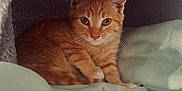 Maurice a rejoint le concours — aidez-le/la à gagner de superbes lots ! kitten, cat, orange_tabby, pet, animal, cute, indoor, blanket, bed, resting, fur, whiskers, ears, paw, cozy, soft, sleepy, domestic_cat, small, young