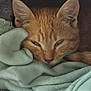 Maurice a rejoint le concours — aidez-le/la à gagner de superbes lots ! cat, ginger_cat, pet, animal, sleepy, blanket, soft, cozy, resting, cute, feline, indoor, warm, fur, ears, close_up, comfort, relaxed, nestled, home