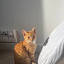 cat, ginger_cat, pet, animal, indoor, sunlight, shadow, floor, wall, electrical_outlets, white_cloth, quiet, cozy, fur, sitting, cute, domestic, feline, calm, relaxed