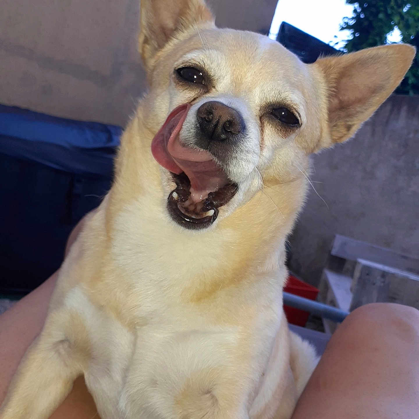 Oslo a rejoint le concours — aidez-le/la à gagner de superbes lots ! dog, tongue, licking, pet, animal, outdoor, light_fur, ears, nose, mouth, lap, human_legs, relaxed, daylight, wall, greenery, closeup, cute, companion, canine