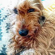 Urielle participe au concours pour gagner de l'argent avec cette photo : animal, brown, close_up, comfort, curly_hair, cushion, dog, domestic_animal, face, fluffy, fur, indoor, nose, overexposed, pattern, pet, portrait, relaxed, teal, texture