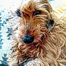 animal, brown, close_up, comfort, curly_hair, cushion, dog, domestic_animal, face, fluffy, fur, indoor, nose, overexposed, pattern, pet, portrait, relaxed, teal, texture