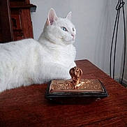 Neige participe au concours pour gagner de l'argent avec cette photo : cat, white_cat, table, wooden_table, indoor, decorative_object, golden_object, pet, feline, animal, relaxed, looking_away, side_view, quiet, calm, domestic, household, fur, ears, whiskers