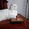 cat, white_cat, table, wooden_table, indoor, decorative_object, golden_object, pet, feline, animal, relaxed, looking_away, side_view, quiet, calm, domestic, household, fur, ears, whiskers