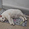 animal, carpet, cartoon, cat, closeup, colorful, cute, domestic_cat, feline, floor, home, indoor, lying_down, mat, pet, playful, relaxed, resting, wall, white_cat