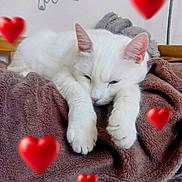 Neige a rejoint le concours — aidez-le/la à gagner de superbes lots ! cat, white_cat, blanket, resting, sleepy, indoor, heart_emoji, cozy, cute, pet, animal, fur, relaxing, soft_texture, drawing, wall_art, brown_blanket, close_up, home, comfortable