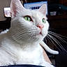 Neige a rejoint le concours — aidez-le/la à gagner de superbes lots ! animal, cat, close_up, cute, domestic_cat, face, feline, fur, green_eyes, household, indoor, looking_away, mammal, pet, portrait, relaxing, seated, tabby, whiskers, white_cat