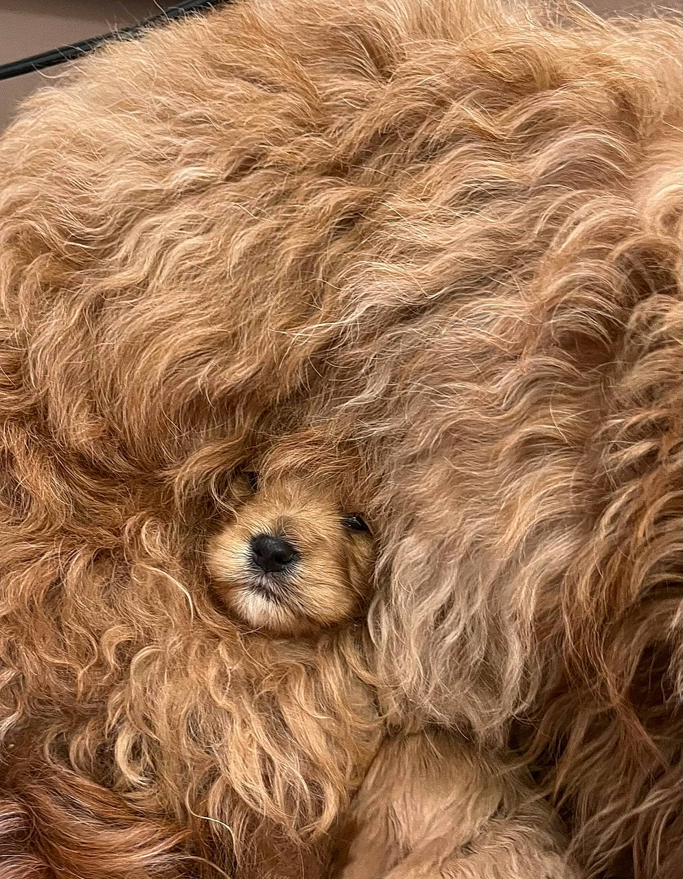 Skye is registered to the contest to win money with this photo: canidae, carnivore, companion_dog, dog, dog_breed, fur, goldendoodle, labradoodle, liver, poodle, poodle_crossbreed, small_terrier, snout, sporting_group, terrestrial_animal, terrier, toy_dog, vertebrate, water_dog, working_animal