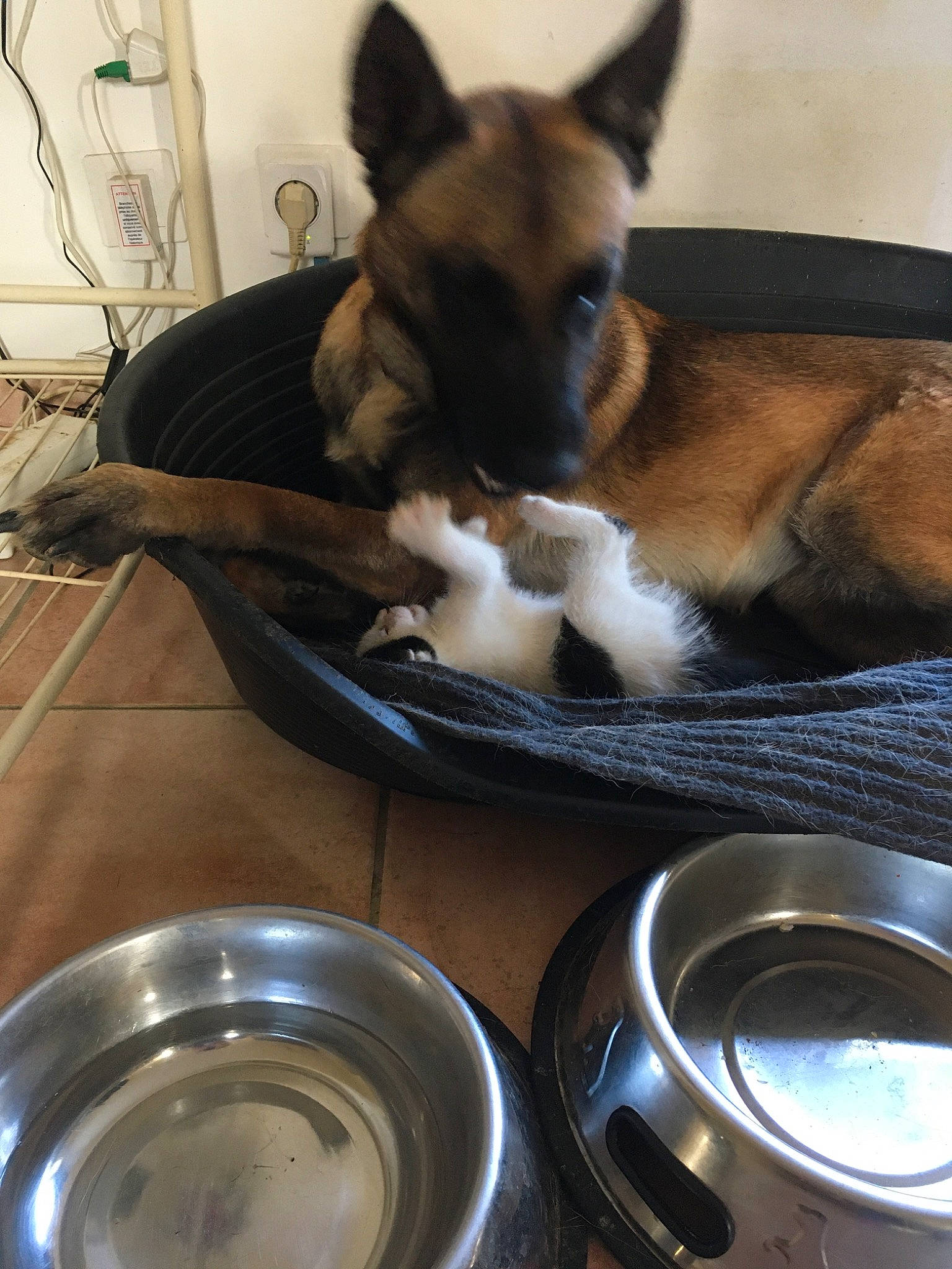 Bouba participe au concours pour gagner de l'argent avec cette photo : canidae, carnivore, cuisine, dog, dog_breed, ear, food, german_shepherd_dog, side_dish, snout