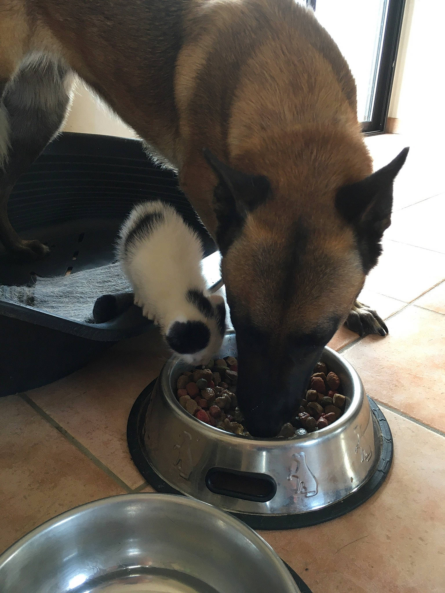 Bouba participe au concours pour gagner de l'argent avec cette photo : canidae, carnivore, dog, dog_breed, mammal, snout, vertebrate