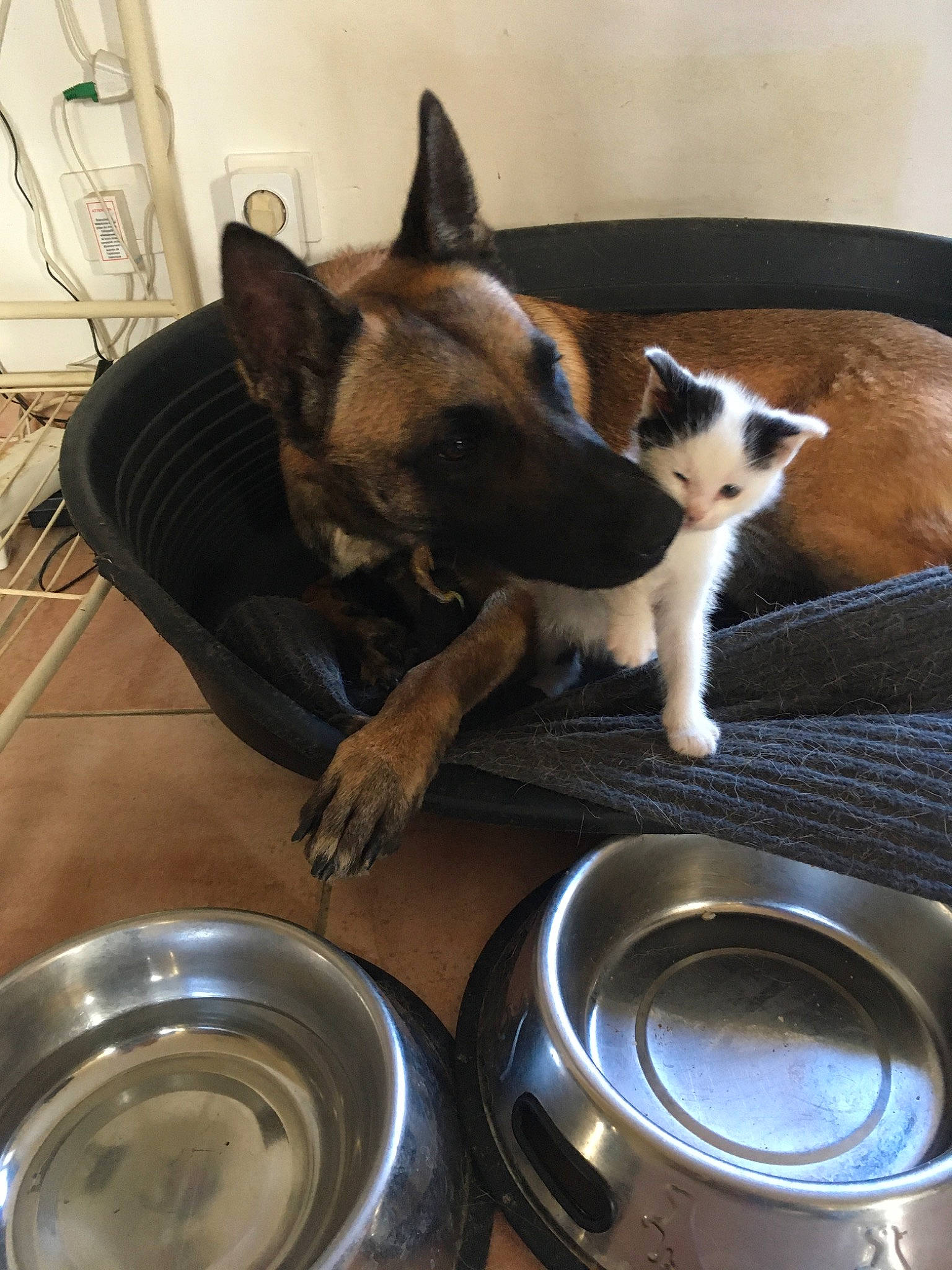 Bouba participe au concours pour gagner de l'argent avec cette photo : canidae, carnivore, dog, dog_breed, mammal, snout