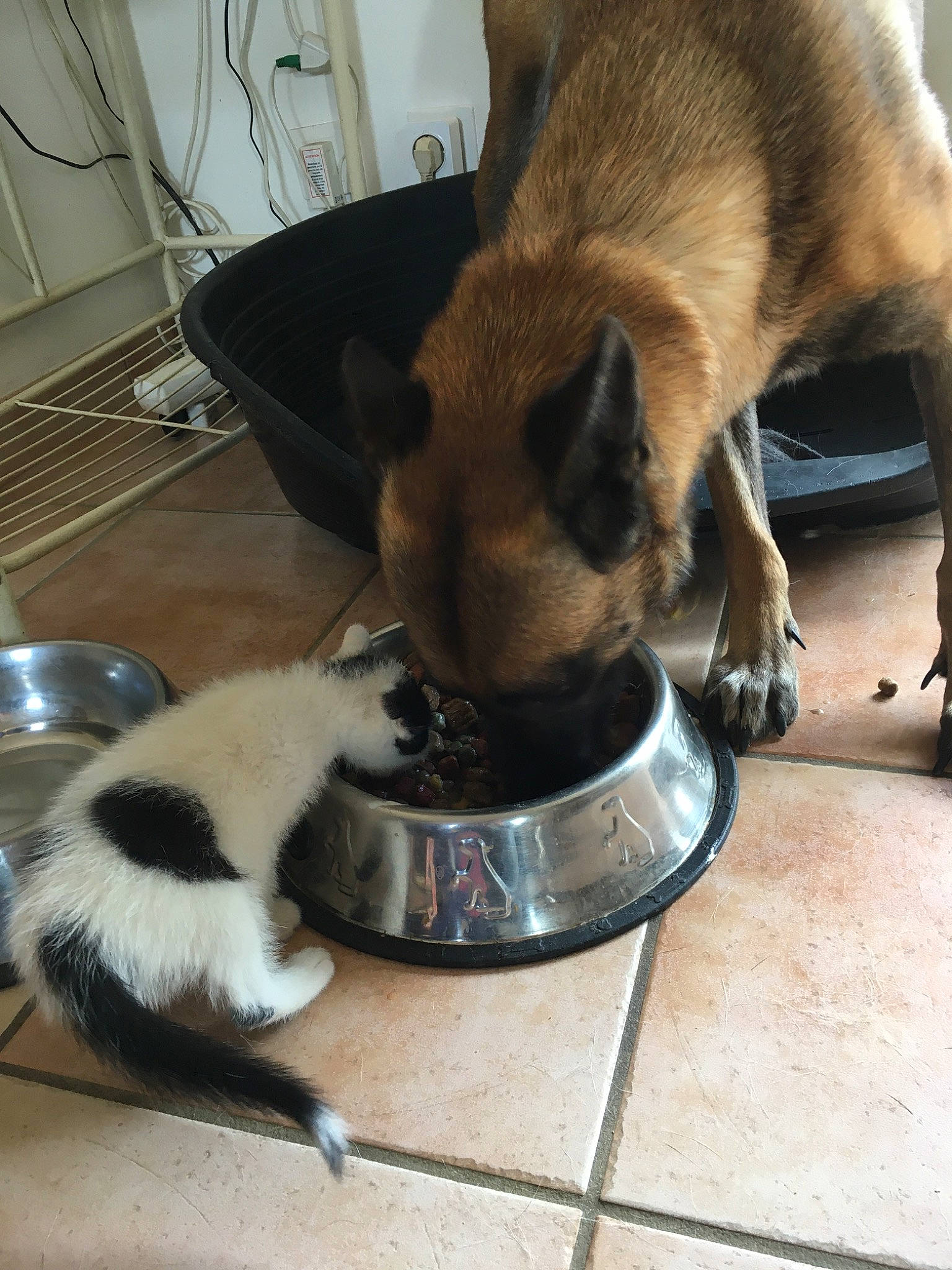 Bouba participe au concours pour gagner de l'argent avec cette photo : canidae, carnivore, cat, companion_dog, dog, dog_breed, drinking, fawn, felidae, mammal, small_to_medium_sized_cats, snout, vertebrate, whiskers