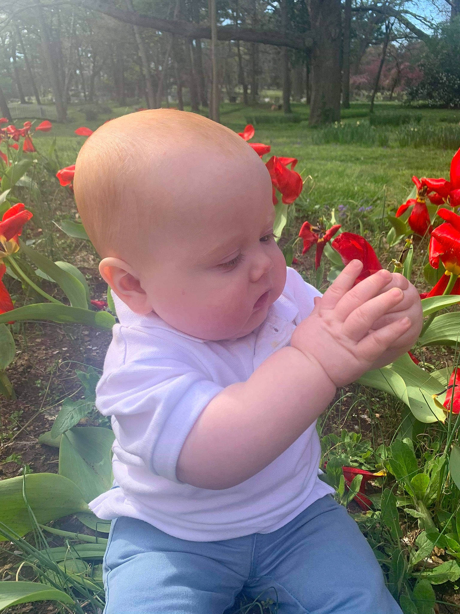 Aiden joined the competition — help win amazing prizes! baby, botany, child, flower, perennial_plant, person, petal, plant, red, toddler